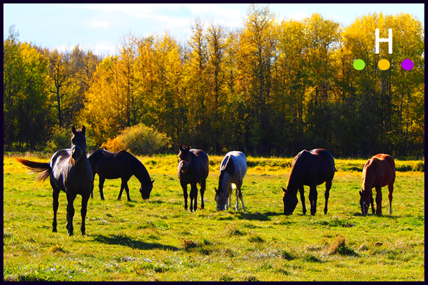 horses - lac ste. anne county, alberta, canada